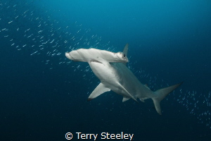 Hammer time. The über shy scalloped hammerhead shark was ... by Terry Steeley 